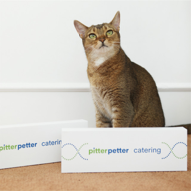 펫 헬스케어 스타트업 피터페터, 반려묘 유전자 검사 서비스 ‘캣터링’ 출시